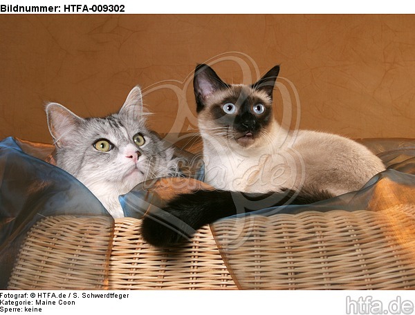 Maine Coon und Thaikatze / maine coon and thai / HTFA-009302