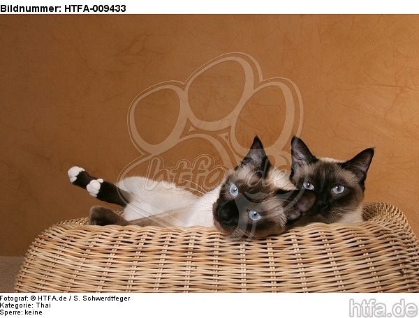 liegende Thaikatzen / lying thais / HTFA-009433