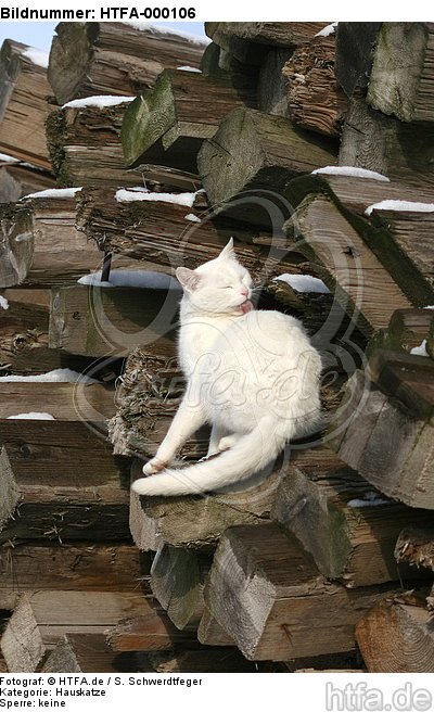 Hauskatze putzt sich / domestic cat is preening itself / HTFA-000106