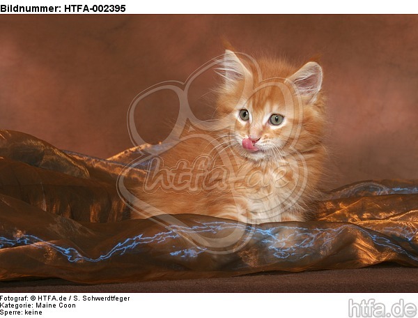 Maine Coon Kätzchen / maine coon kitten / HTFA-002395