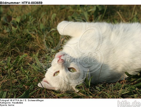 Hauskatze / domestic cat / HTFA-003659