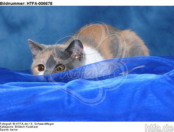 Britisch Kurzhaar Kätzchen / british shorthair kitten / HTFA-006678