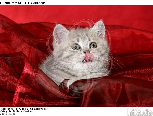 Britisch Kurzhaar Kätzchen / british shorthair kitten / HTFA-007731