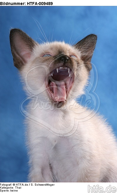 gähnendes Thai Kätzchen / yawning thai kitten / HTFA-009489