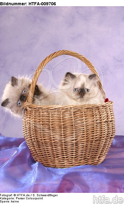 Perser Colourpoint Kätzchen im Körbchen / persian colourpoint kitten in basket / HTFA-009706