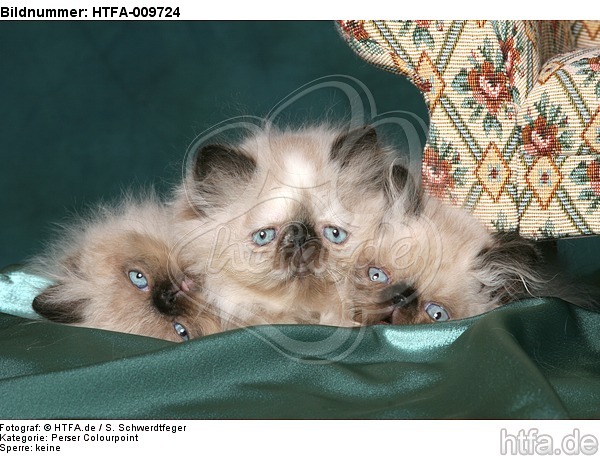 3 Perser Colourpoint Kätzchen / 3 persian colourpoint kitten / HTFA-009724