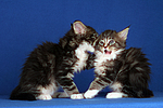 Maine Coon Kätzchen / maine coon kitten
