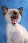 gähnendes Thai Kätzchen / yawning thai kitten