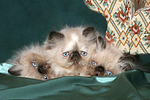 3 Perser Colourpoint Kätzchen / 3 persian colourpoint kitten