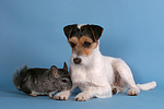 Parson Russell Terrier und Chinchilla / prt and chinchilla