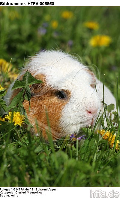 Crested Meerschwein / crested guninea pig / HTFA-005850