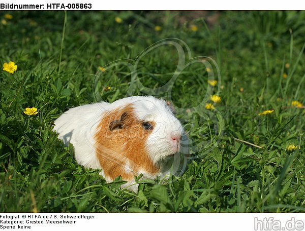Crested Meerschwein / crested guninea pig / HTFA-005863