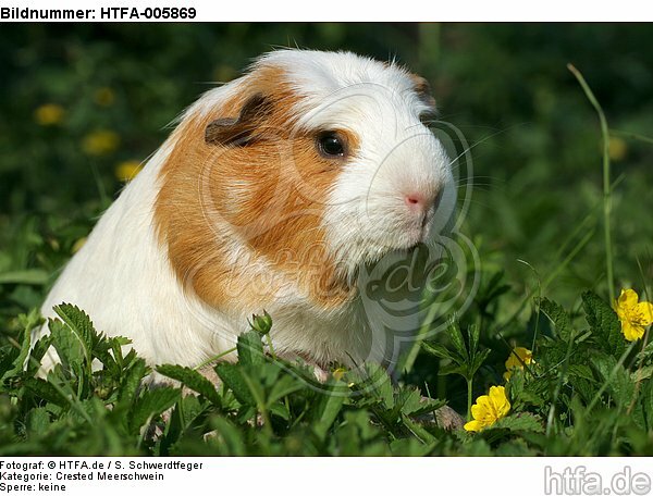 Crested Meerschwein / crested guninea pig / HTFA-005869