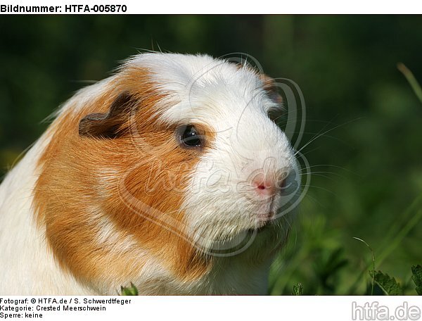 Crested Meerschwein / crested guninea pig / HTFA-005870