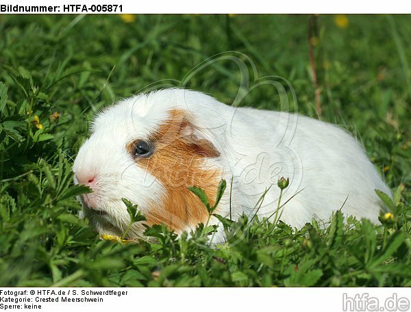 Crested Meerschwein / crested guninea pig / HTFA-005871