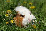 Crested Meerschwein / crested guninea pig