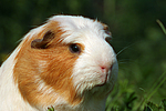 Crested Meerschwein / crested guninea pig