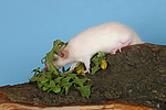 Dumboratte / rat