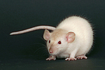 Dumboratte / rat