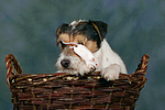 Parson Russell Terrier und Maus / dog and mouse
