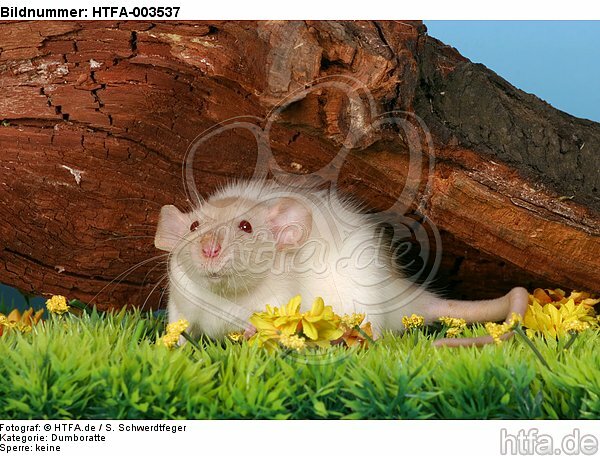 Dumboratte / rat / HTFA-003537