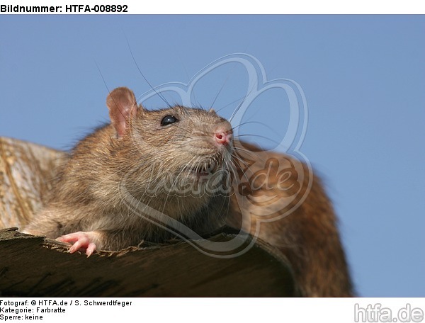 Farbratte / rat / HTFA-008892