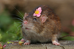 Farbratte mit Blume / rat with flower