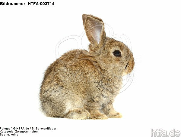 Zwergkaninchen / dwarf rabbit / HTFA-003714