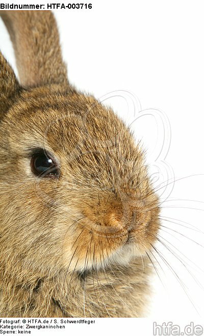 Zwergkaninchen / dwarf rabbit / HTFA-003716