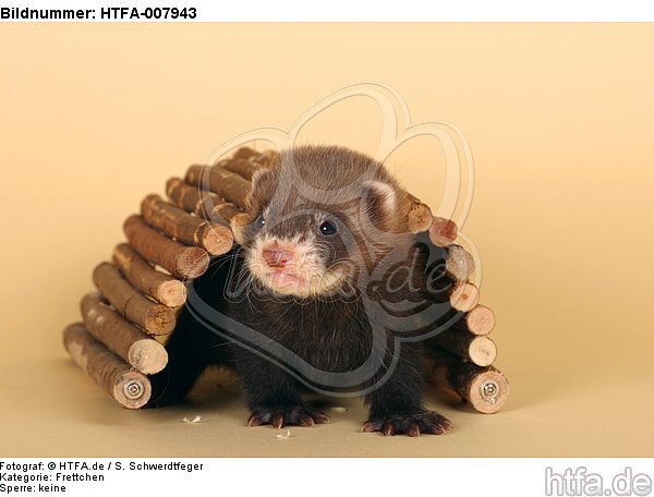 Frettchenwelpe / kit / HTFA-007943