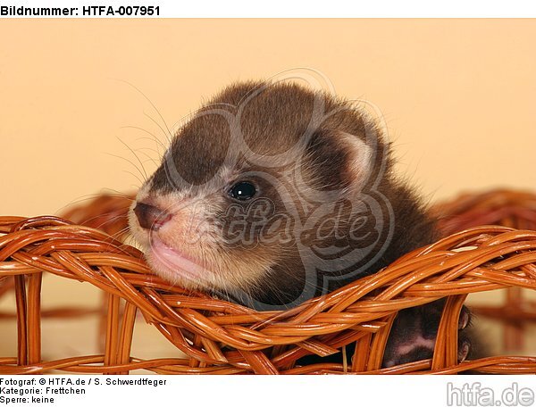 Frettchenwelpe / kit / HTFA-007951