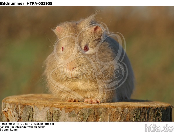Glatthaarmeerschwein / smooth-haired guninea pig / HTFA-002908