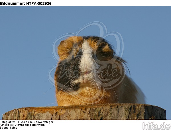 Glatthaarmeerschwein / smooth-haired guninea pig / HTFA-002926
