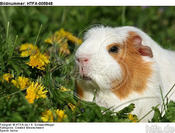 Crested Meerschwein / crested guninea pig / HTFA-005848