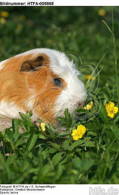 Crested Meerschwein / crested guninea pig / HTFA-005865