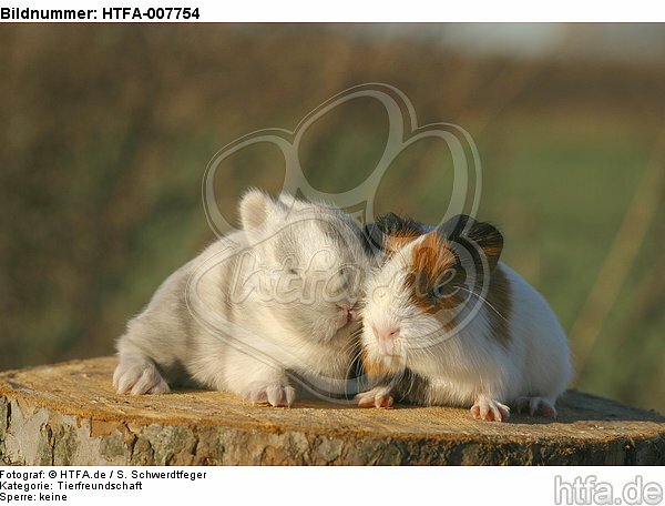 Meerschwein und Zwergkaninchen / guninea pig and dwarf rabbit / HTFA-007754