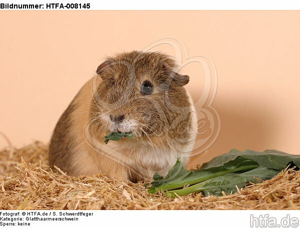 fressendes Glatthaarmeerschwein / eating smooth-haired guninea pig / HTFA-008145