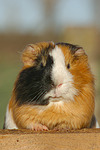 Glatthaarmeerschwein / smooth-haired guninea pig
