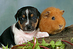 Jack Russell Terrier Welpe und Meerschwein / jack russell terrier puppy and guninea pig