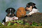 Jack Russell Terrier Welpen und Meerschwein / jack russell terrier puppies and guninea pig