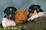 Jack Russell Terrier Welpen und Meerschwein / jack russell terrier puppies and guninea pig