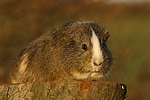 Glatthaarmeerschwein  / smooth-haired guninea pig