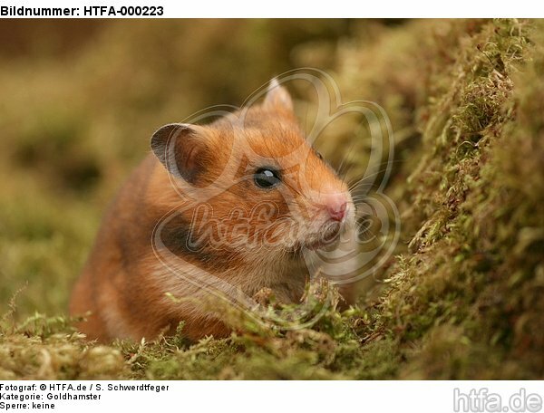 Goldhamster / golden hamster / HTFA-000223
