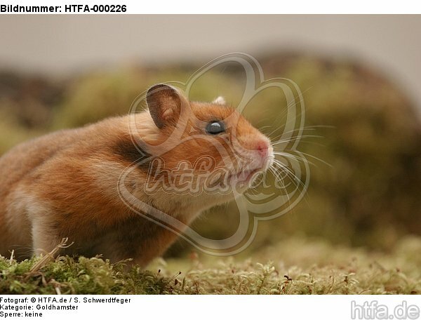 Goldhamster / golden hamster / HTFA-000226