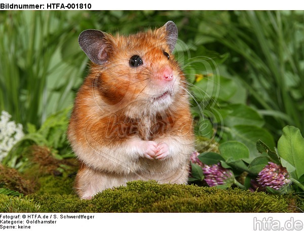 Goldhamster / golden hamster / HTFA-001810