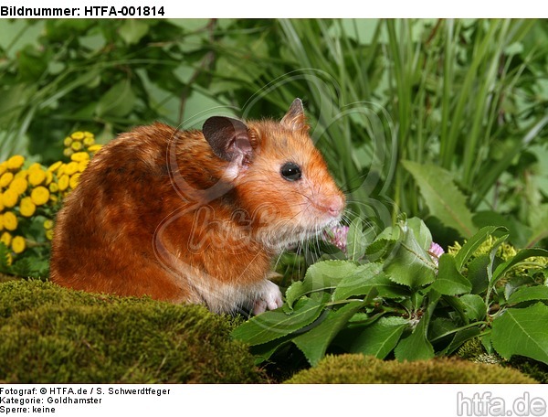 Goldhamster / golden hamster / HTFA-001814