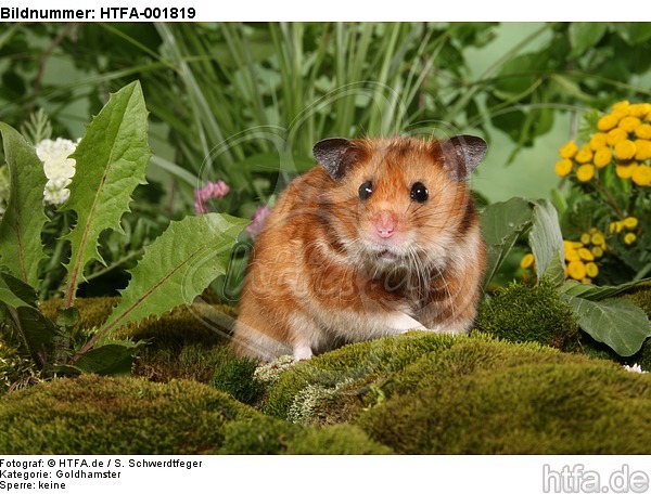 Goldhamster / golden hamster / HTFA-001819