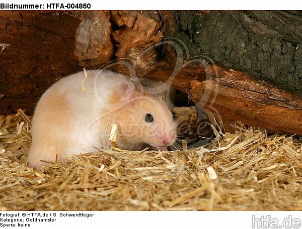 Goldhamster / golden hamster / HTFA-004850