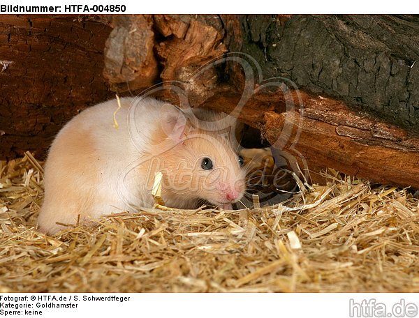 Goldhamster / golden hamster / HTFA-004850