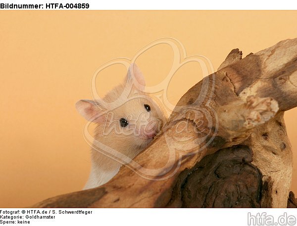 Goldhamster / golden hamster / HTFA-004859